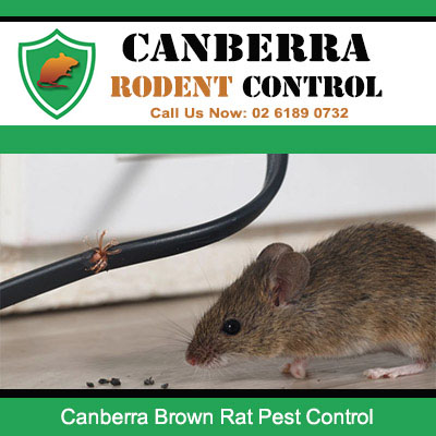 Professional brown rat pest control and extermination services in Canberra area