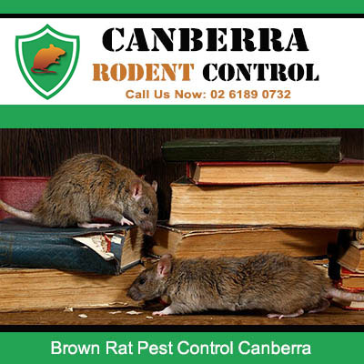Brown rat infestation in Canberra home needing professional pest control