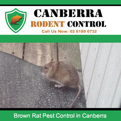 Professional brown rat removal and extermination services in Canberra residential areas