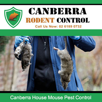 Professional house mouse pest control expert eliminating infestations in Canberra properties