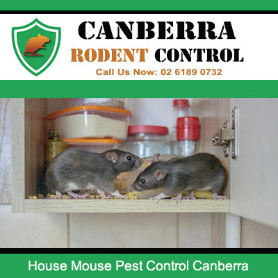 House mouse pest control Canberra specialists exterminating mice from cupboards and storage areas