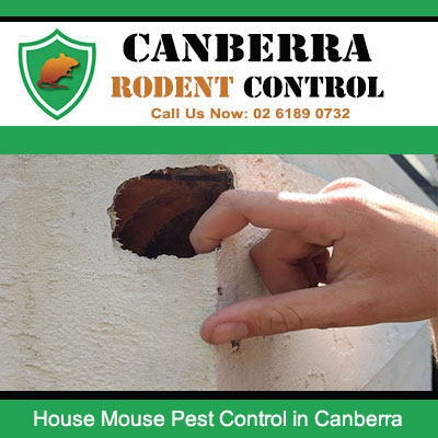 Professional house mouse pest control services sealing mouse entry points in Canberra homes