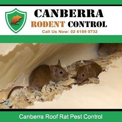 Roof rats discovered in Canberra home requiring professional rodent control services