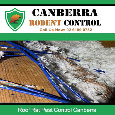 Roof rat droppings and damage in Canberra attic requiring professional pest control