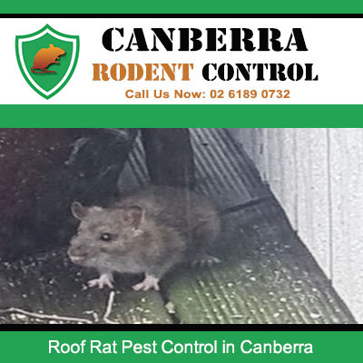 Roof rat trapped in Canberra home by professional rodent control specialists